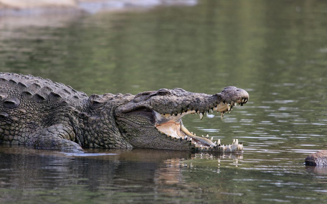 Experience Miami Like A Local, Go, Swim With The Alligators…
